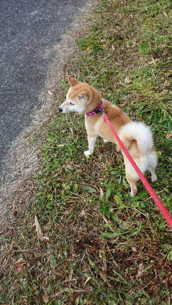 はなこの日常 犬の時間 鹿児島県南さつま市の工務店 株式会社馬込工務店