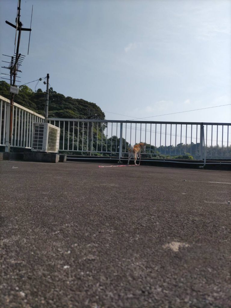 はなこの日常